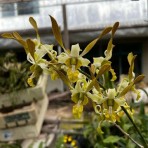 Dendrobium Chan-Chao Twist 